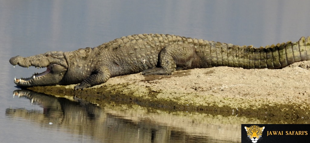 blog_crocodile_safari_jawai.jpg