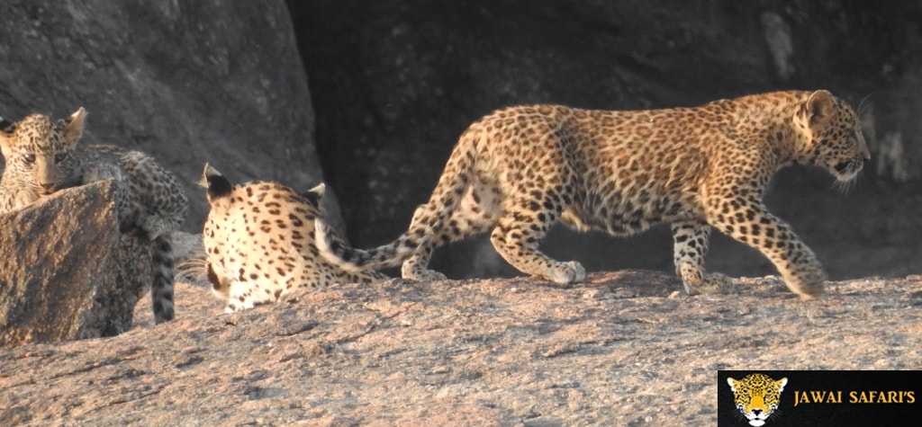 Jawai_leopard_safari_bera.jpg