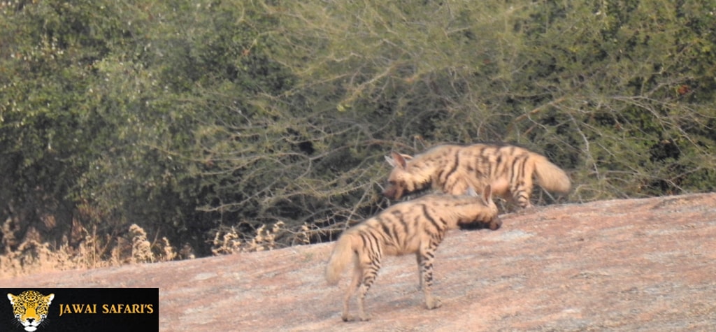 blog_jungle_safari_bera.jpg