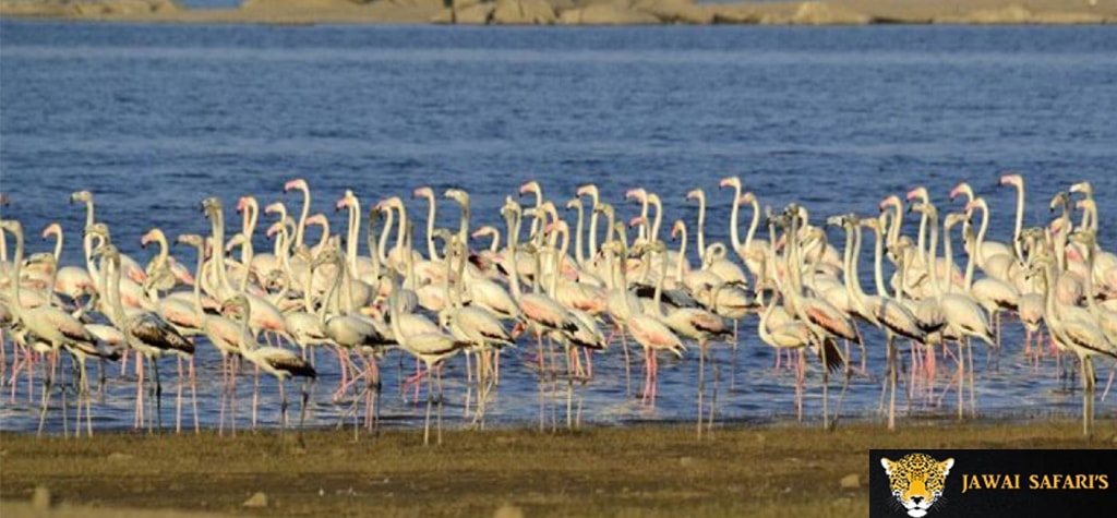 blog_migratory_birds_jawai.jpg